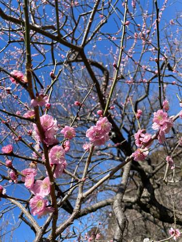 日立の桜　202303252