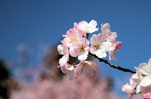 綺麗な桜は一瞬にして。2
